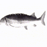 Spinning Fish